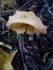Hymenogloea papyracea
