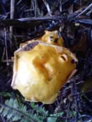 Hymenogloea papyracea