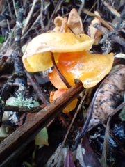 Hymenogloea papyracea