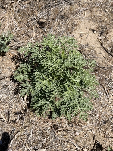 Ambrosia confertiflora