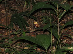 Heliconius numata