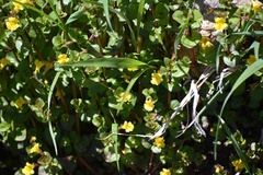 Erythranthe glabrata