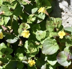 Erythranthe glabrata