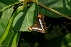 Adelpha iphicleola iphicleola