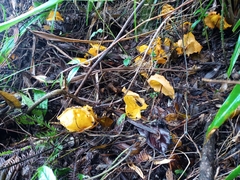 Hymenogloea papyracea