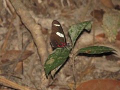 Heliconius sara