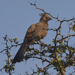 Corythaixoides concolor concolor