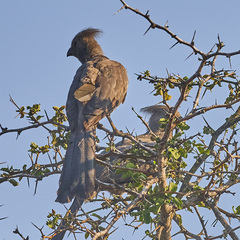 Corythaixoides concolor concolor