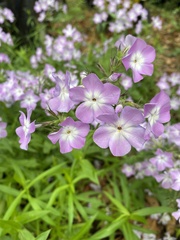Phlox pilosa