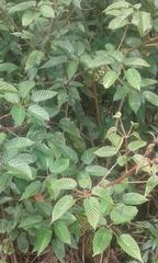 Rubus glaucus