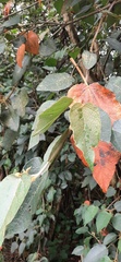 Croton hibiscifolius