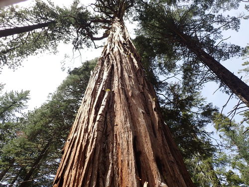 California incense-cedar