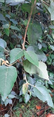 Croton hibiscifolius