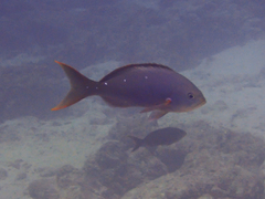 Cephalopholis colonus