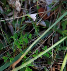 Oxalis dentata