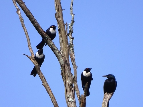 White-collared Starling