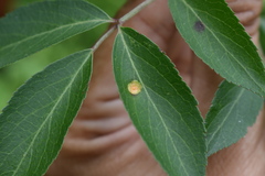 Puccinia sambuci