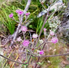 Senecio purpureus