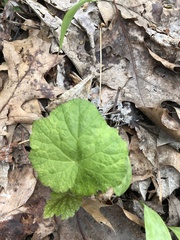 Tiarella stolonifera