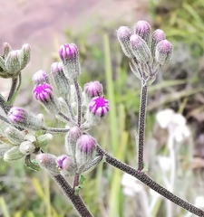 Senecio purpureus
