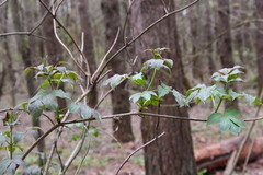 Sambucus racemosa