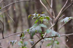 Sambucus racemosa