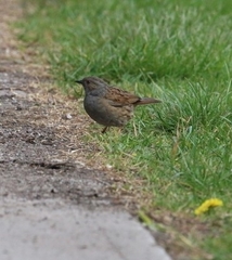 Prunella modularis occidentalis