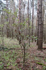 Sambucus racemosa