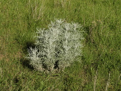 Senecio viravira