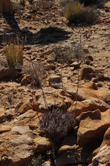 Tylecodon wallichii ecklonianus