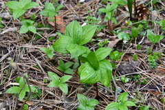 Paris quadrifolia