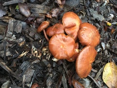 Gymnopilus thiersii
