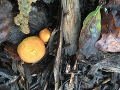 Gymnopilus thiersii
