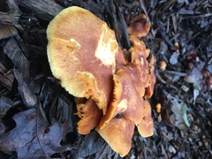 Gymnopilus thiersii