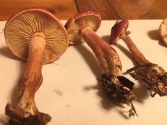 Gymnopilus thiersii