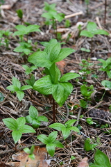 Paris quadrifolia