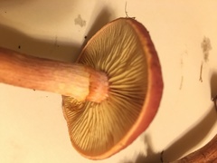 Gymnopilus thiersii