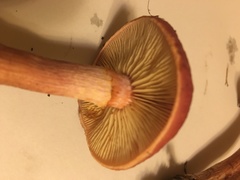 Gymnopilus thiersii