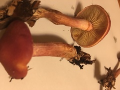 Gymnopilus thiersii