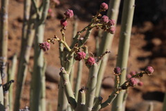 Euphorbia dregeana