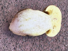 Butyriboletus querciregius