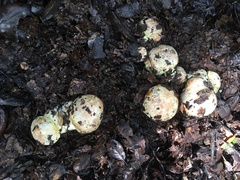 Butyriboletus querciregius