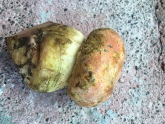 Butyriboletus querciregius