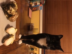 Butyriboletus querciregius