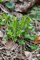 Viola