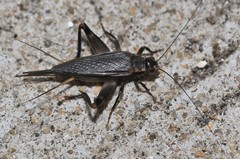 Itara minor