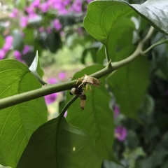 Brontocoris nigrolimbatus