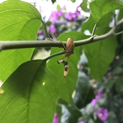 Brontocoris nigrolimbatus