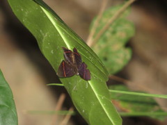 Riodina lysippus