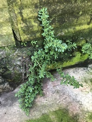 Urticaceae